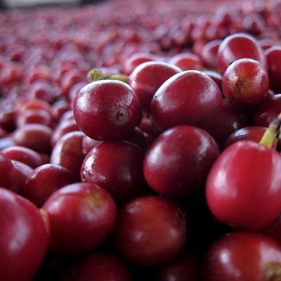 cascara coffee tea cascara coffee tea