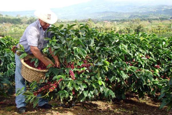 Panama Auromar