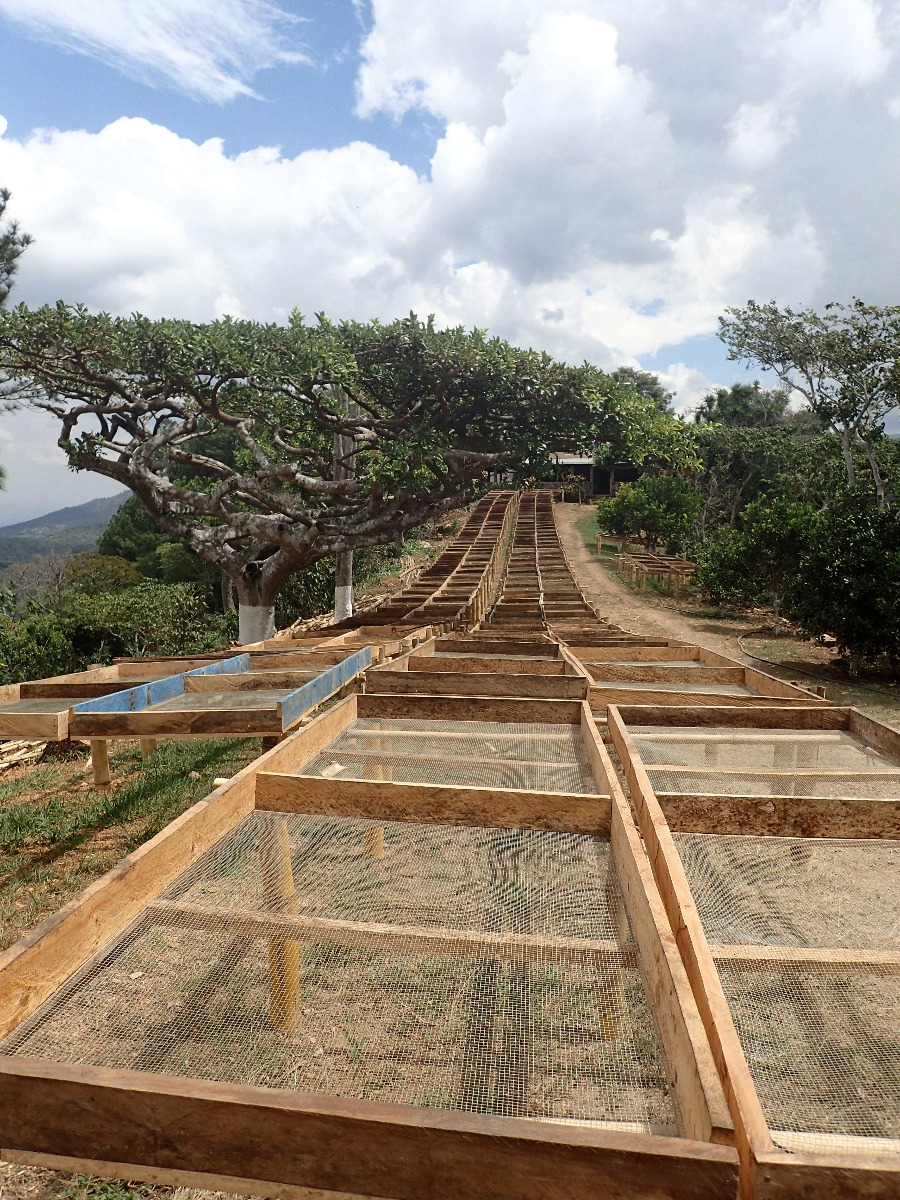 el salvador la providencia coffee farm