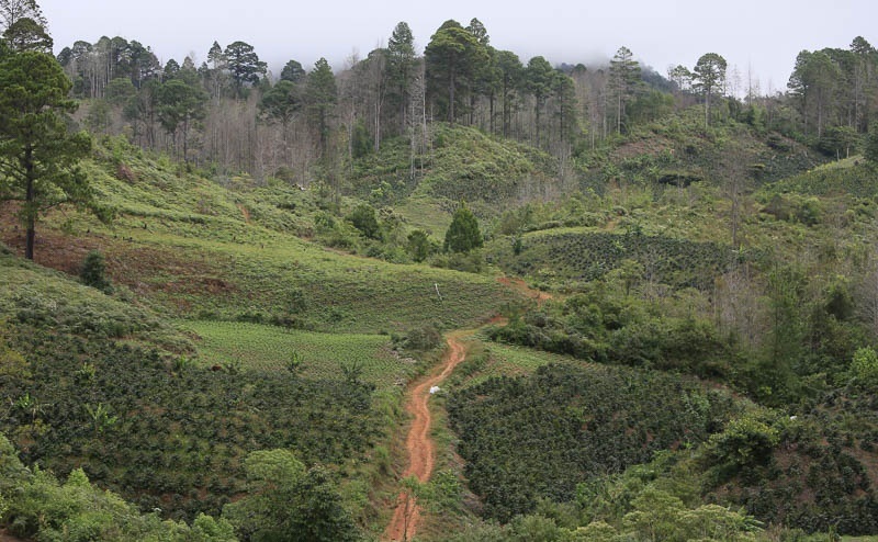 Camayagua Coffee Growing Region in Honduras