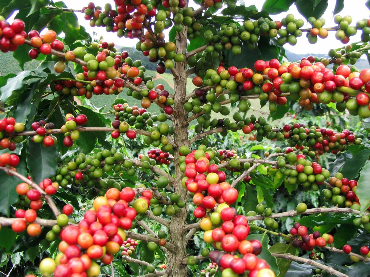 panama finca alma, single origin coffee, coffee cherry