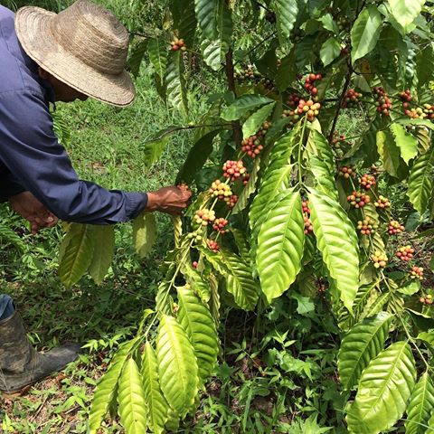 panama finca alma, picking coffee cherries