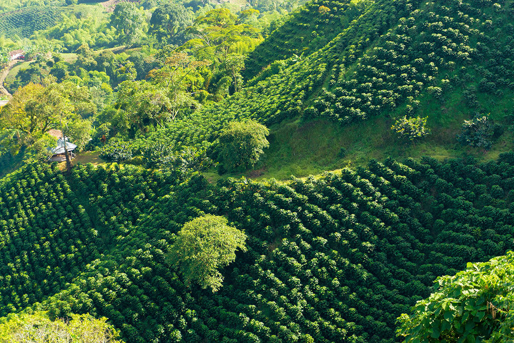 Colombian Coffee Farm, Single Origin Coffee