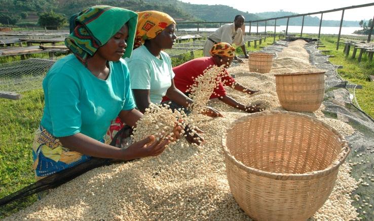 Coffee Bean Processing, Honduras Coffee Farm