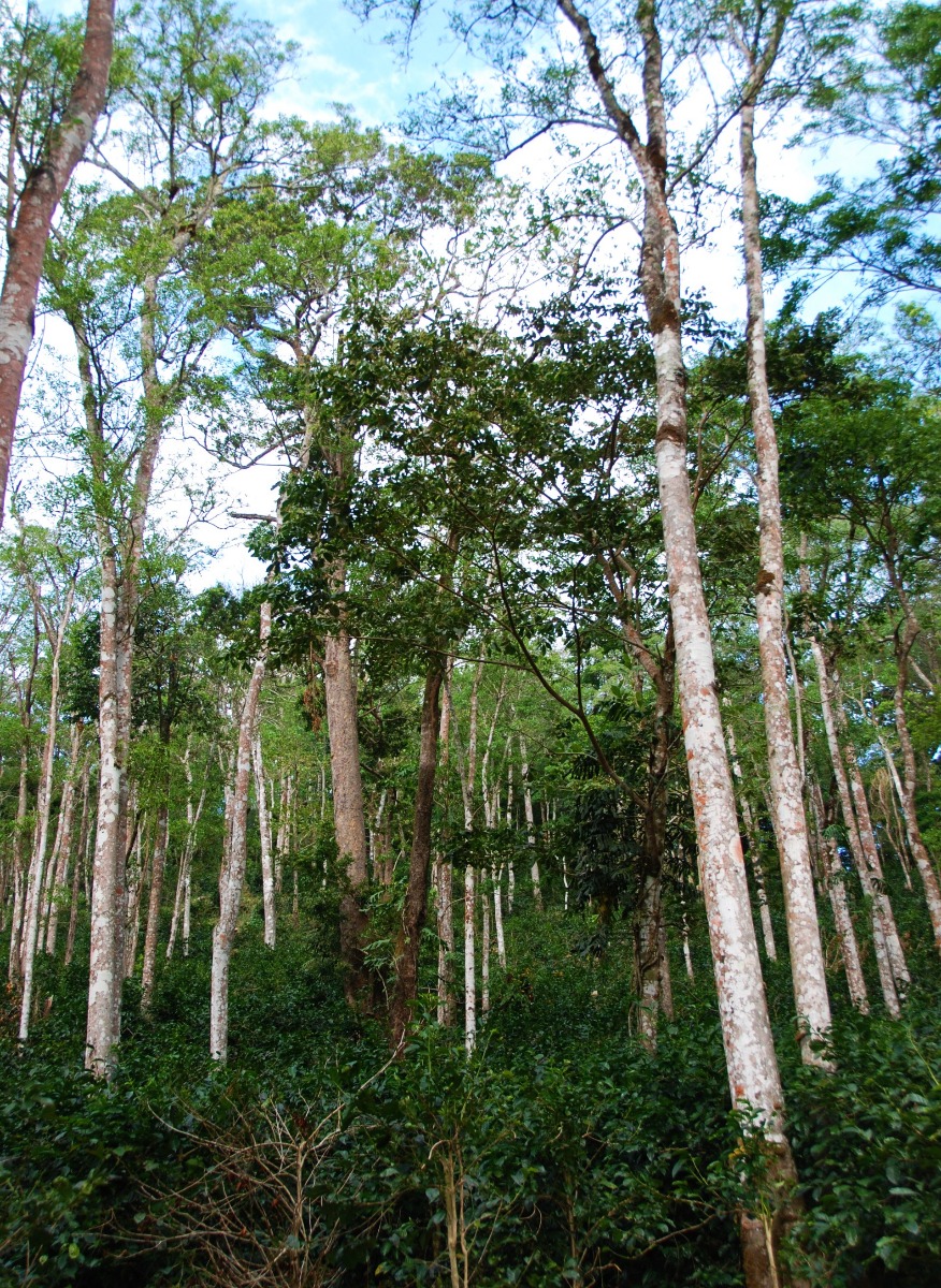 Panama Auromar