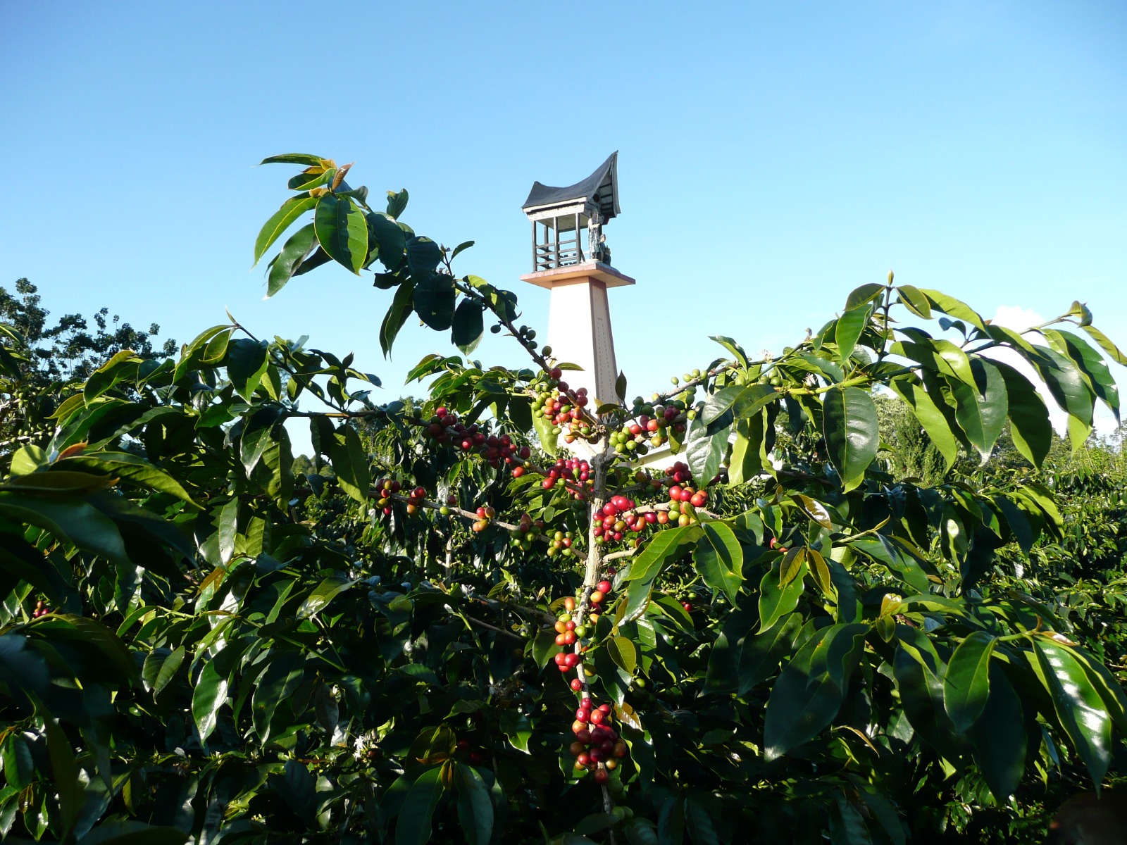 Indonesia Lake Tawar Single Origin Coffee