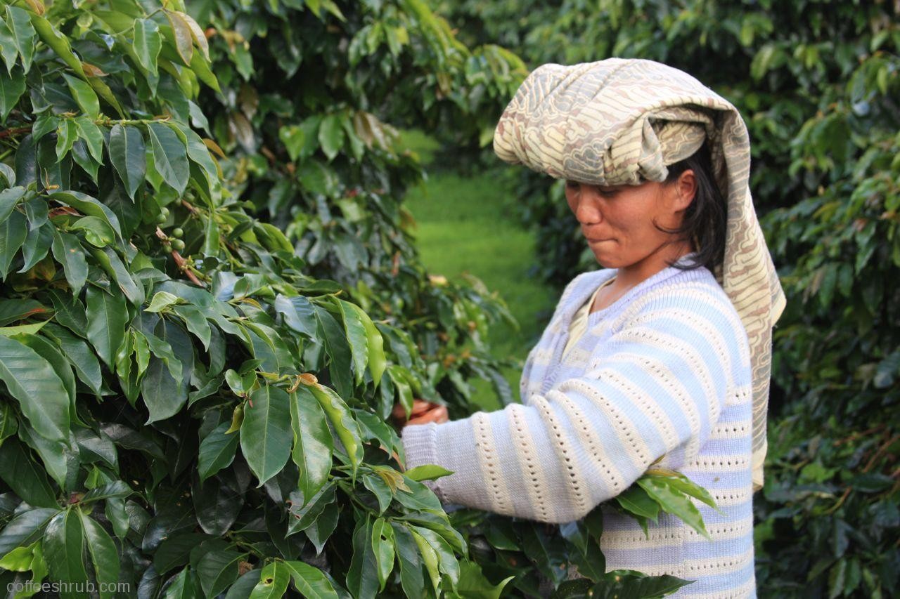 Indonesia Lake Tawar Single Origin Coffee