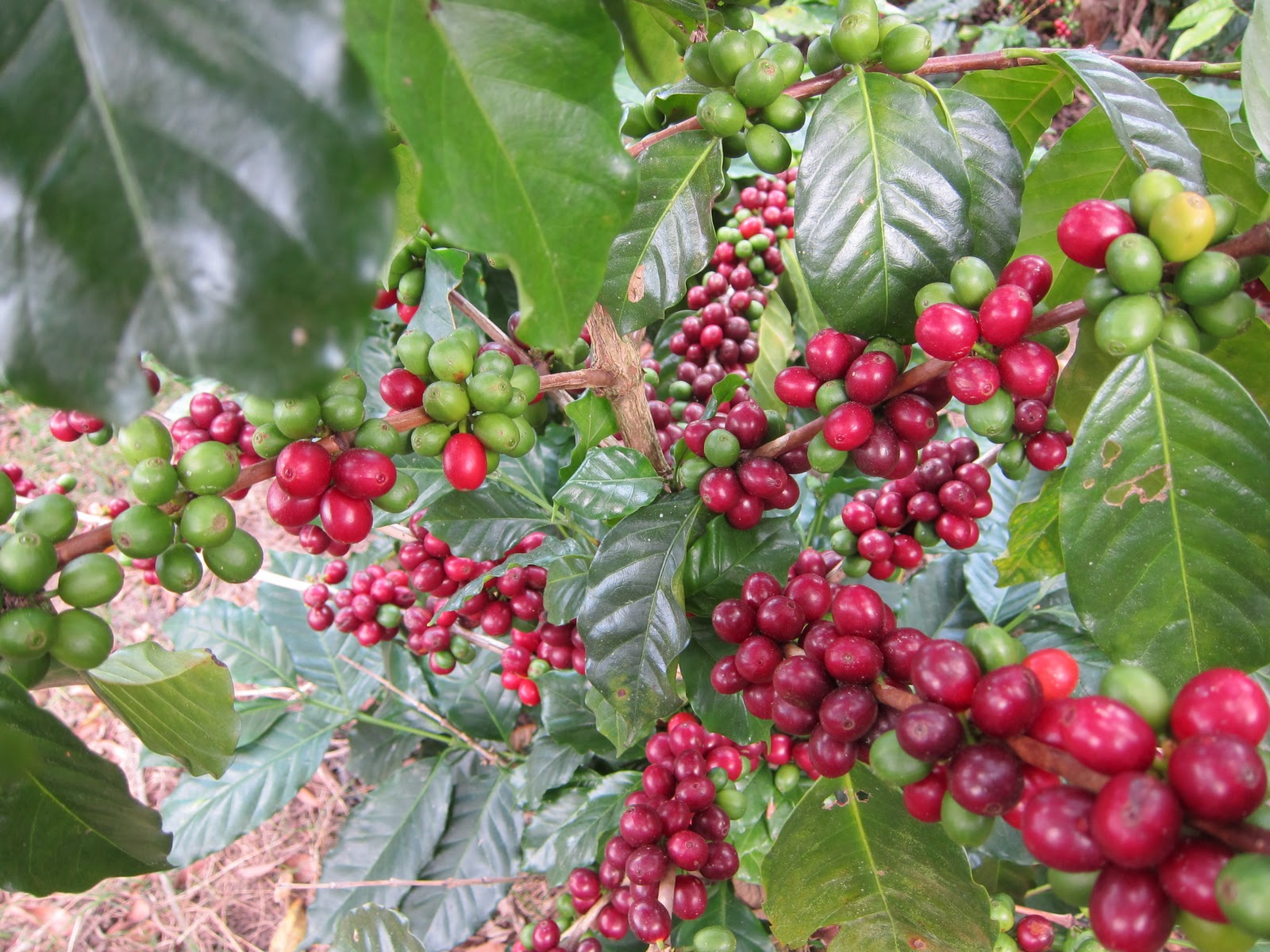 Coffee Cherries, Lempira, Honduras Coffee Farm