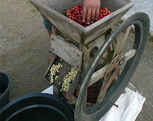 Indonesia Lake Tawar Single Origin Coffee