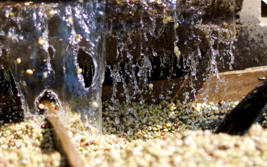 Ethiopian Yirgacheffe Konga Single Origin Coffee, Washed Process