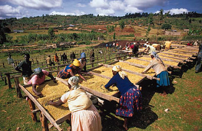 coffee bean process coffee bean process