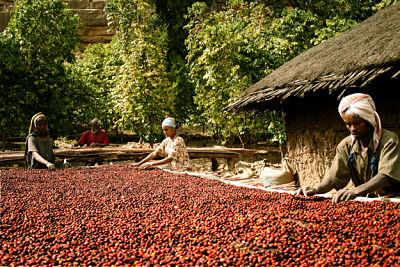 coffee beans coffee beans