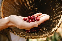 Coffee cherry