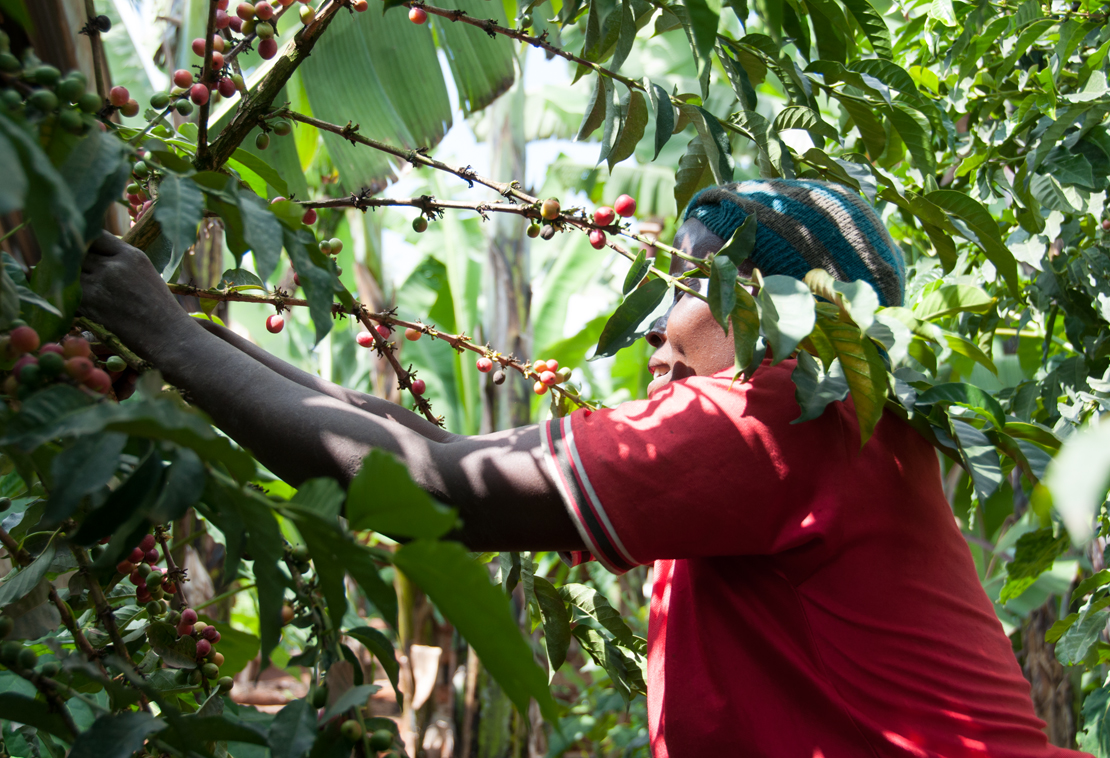 kenya coffee