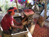 Guatemala Single Origin