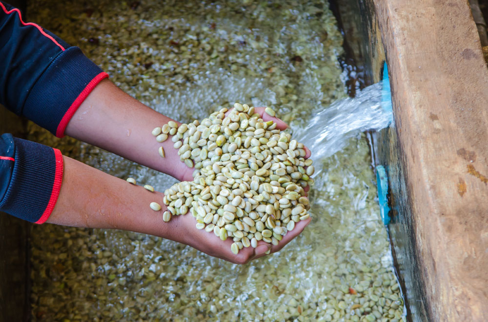 Coffee Bean Processing