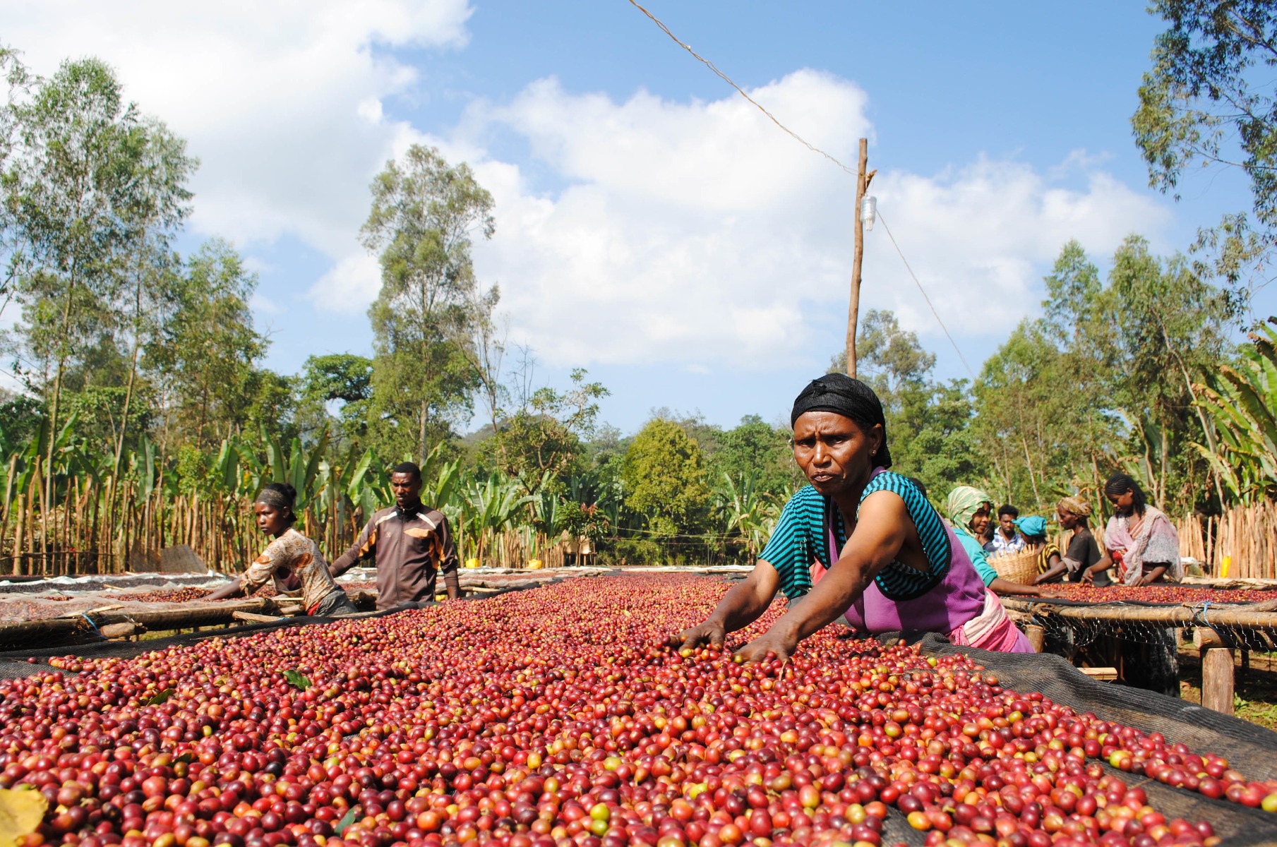 ethiopia yirgacheffe konga