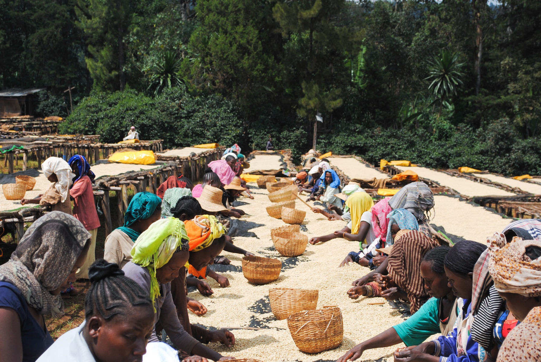 ethiopia yirgacheffe konga