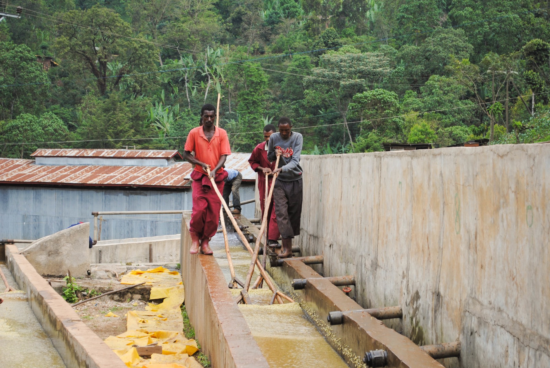 ethiopia yirgacheffe konga