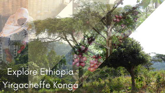 Crema Trekkers Explore Ethiopia Yirgacheffe Konga