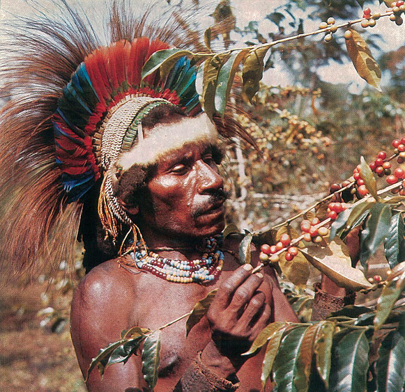 Papua New Guinea Coffee Worker