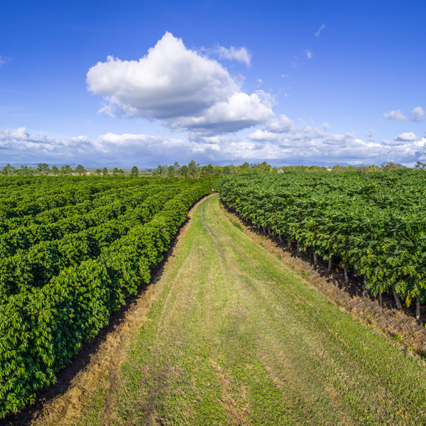 Dimbulah Coffee Plantation