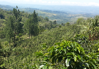 Finca Alma in Panama