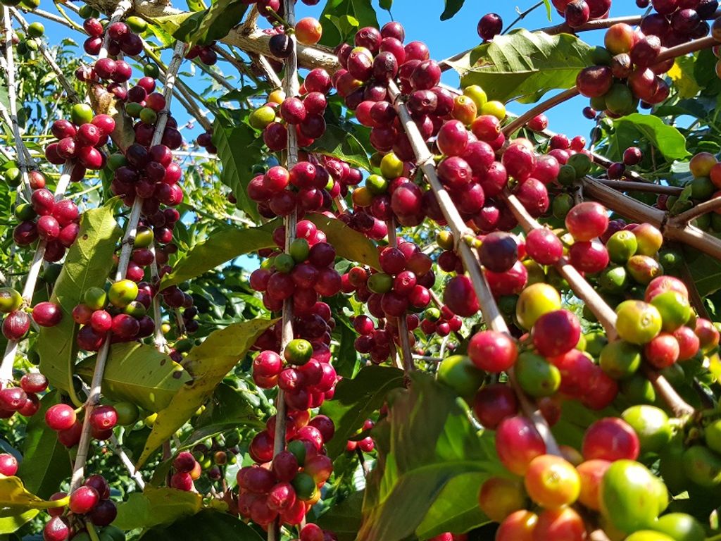 Coffee Cherries