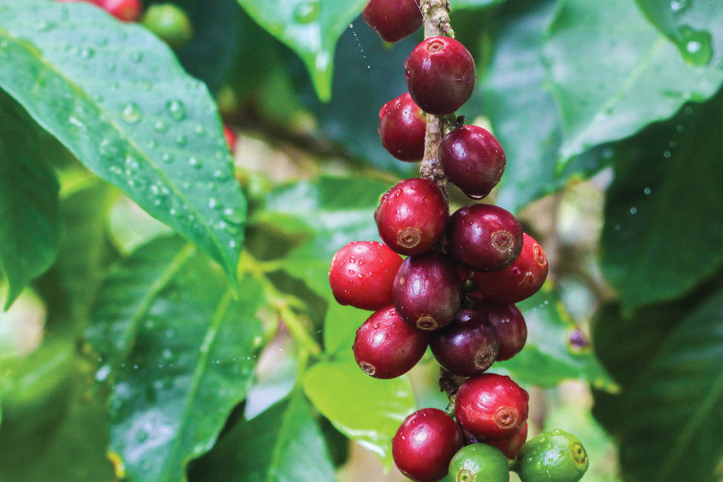 Australian Coffee Cherries