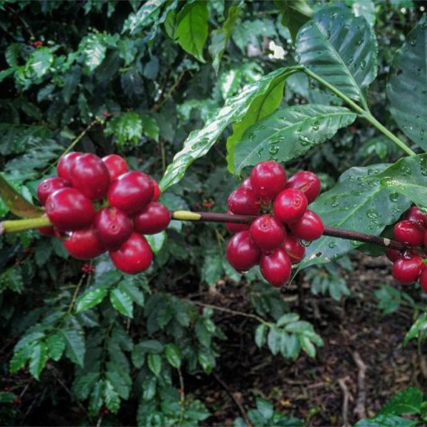 Bourbon Varietal Rwanda