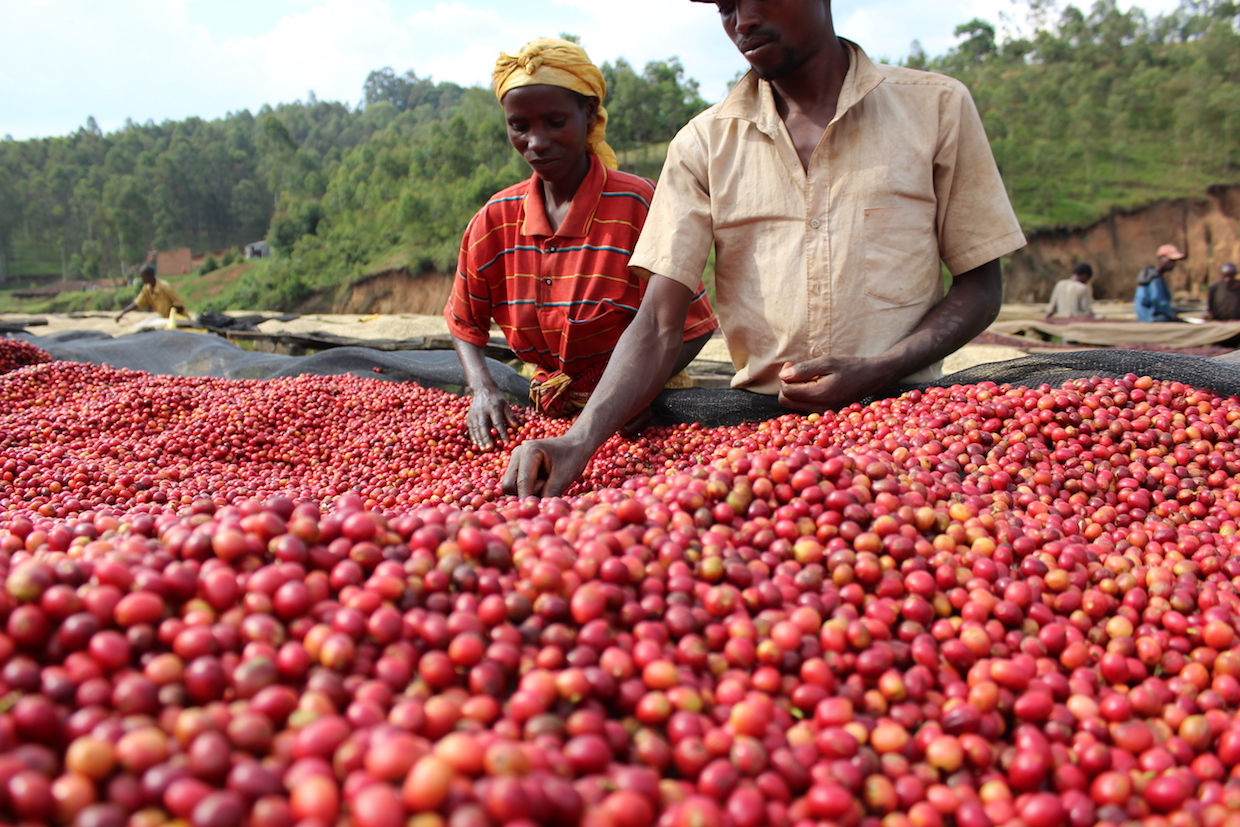 Burunddi Coffee Single Origin
