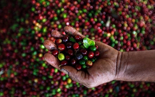 Coffee Cherries Honduras