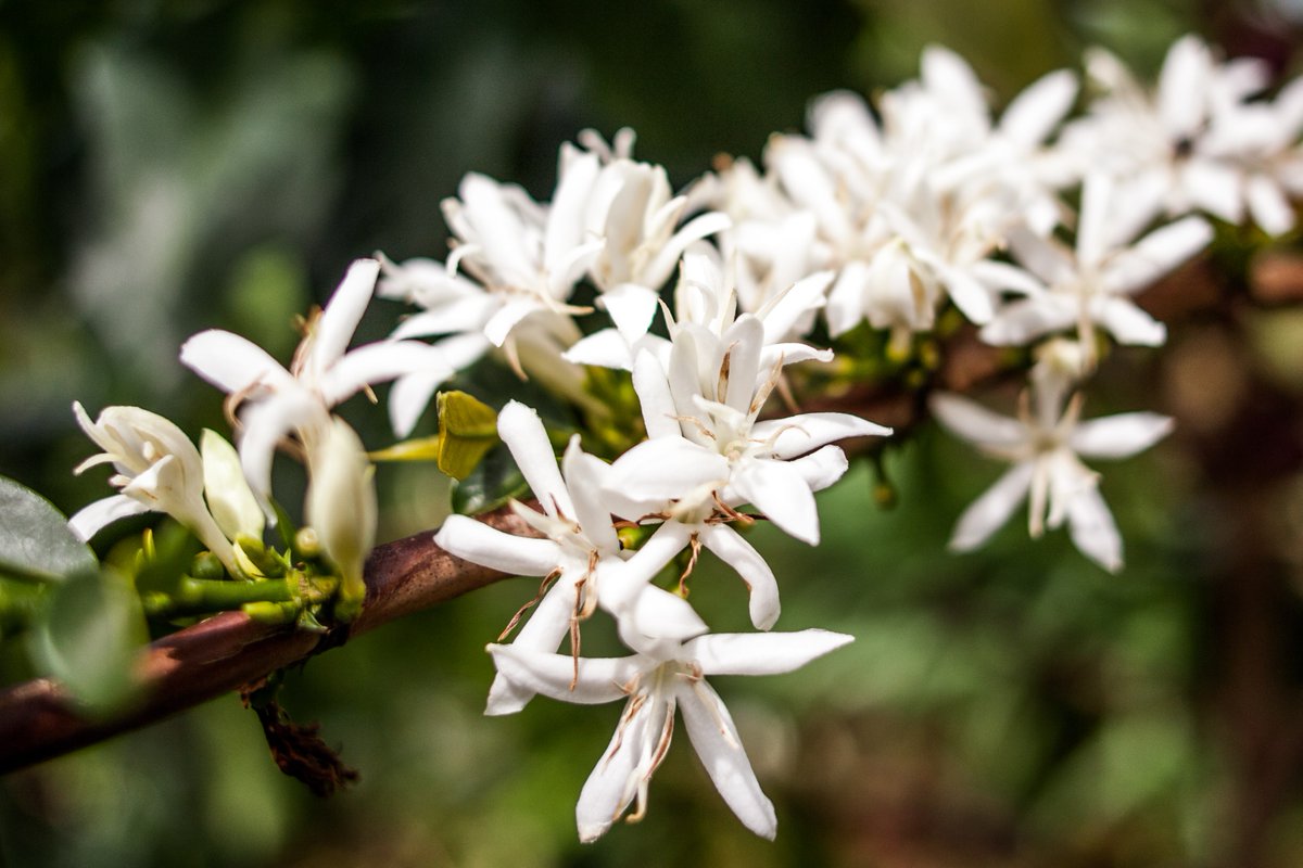 Coffee Cherru Blossoms