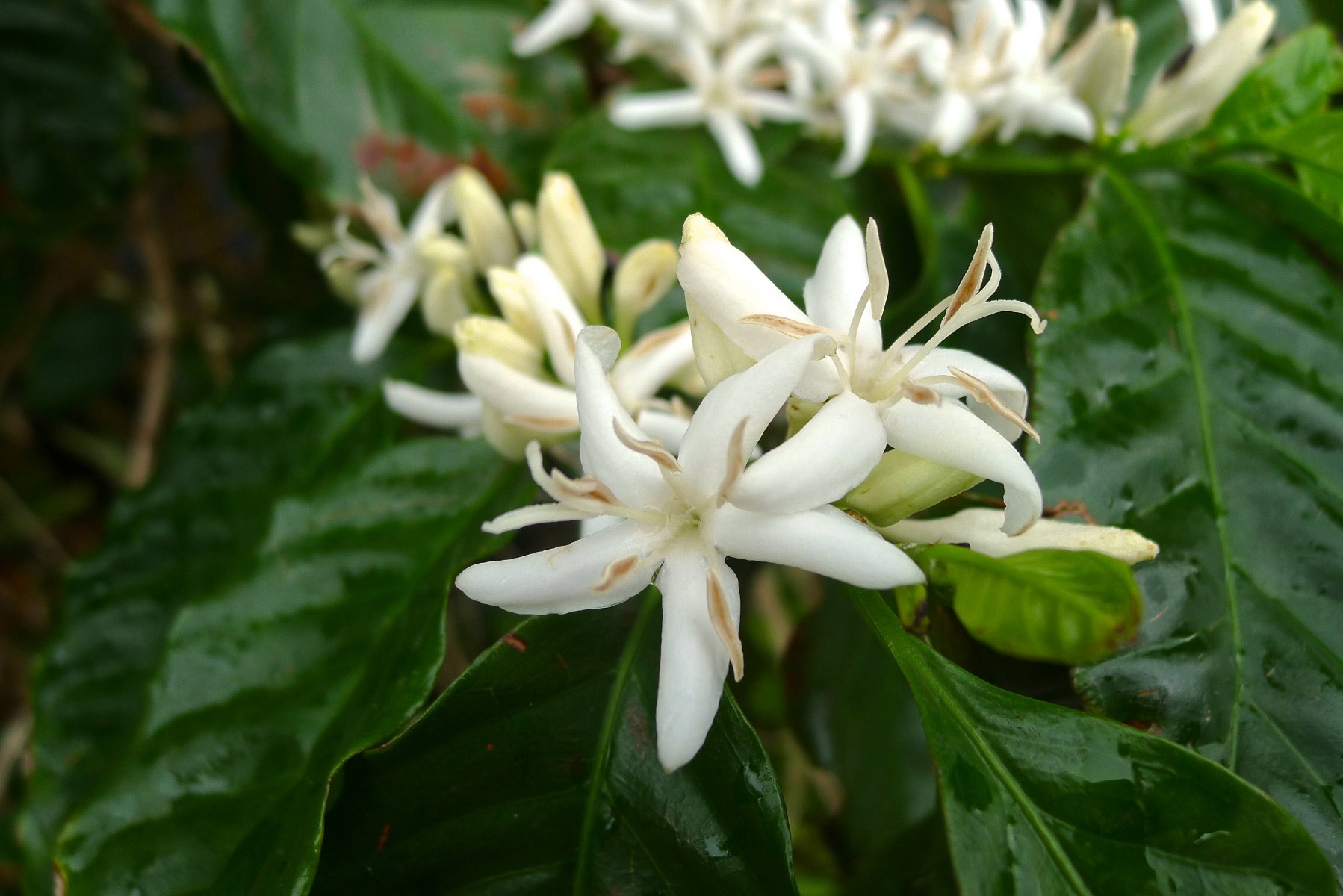 Coffee Cherry Blossoms