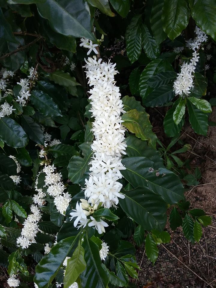 Dimbulah Coffee Cherry Blossoms