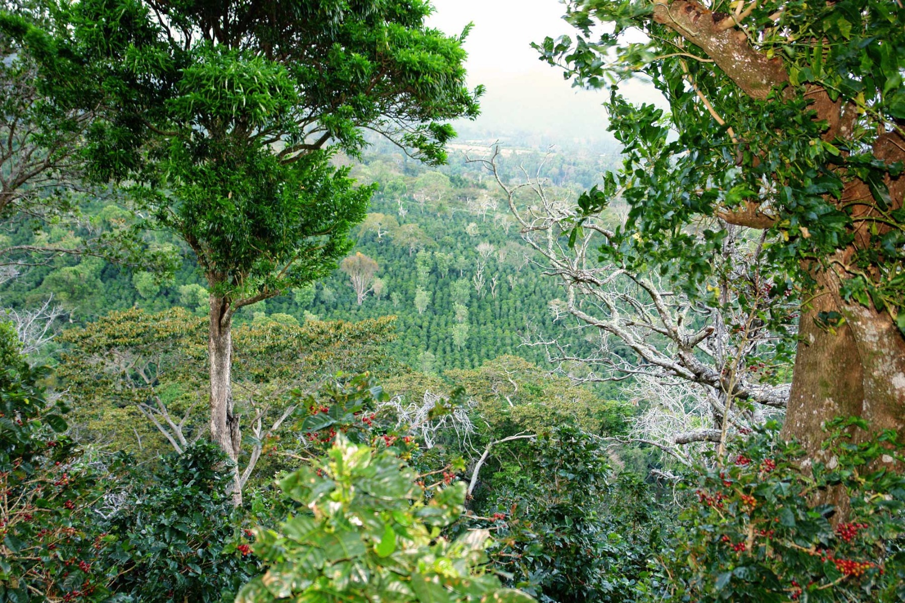 Coffee Farm in Panama