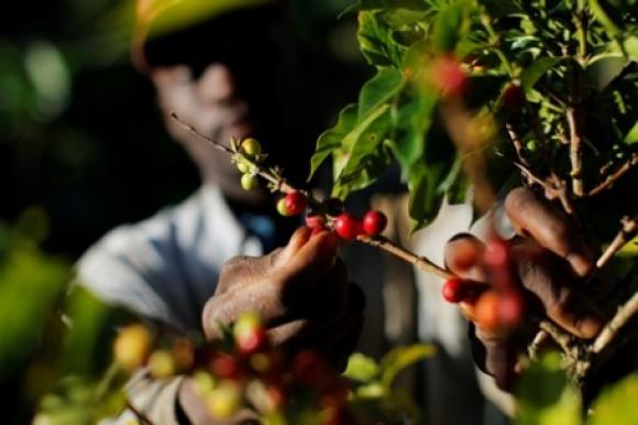 Burundi Coffee Single Origin