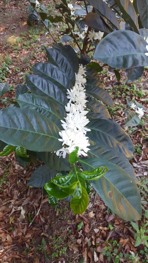 Coffee Blossoms on Finca Alma