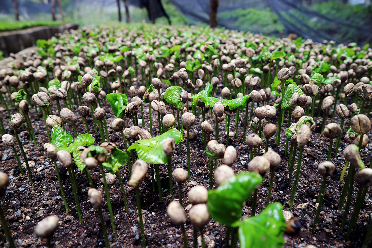Coffee Plant Nursery