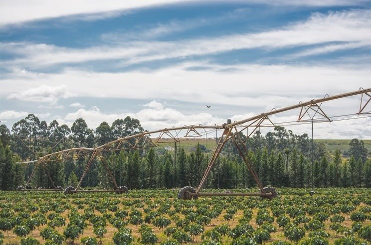 Daterra Coffee Plantations