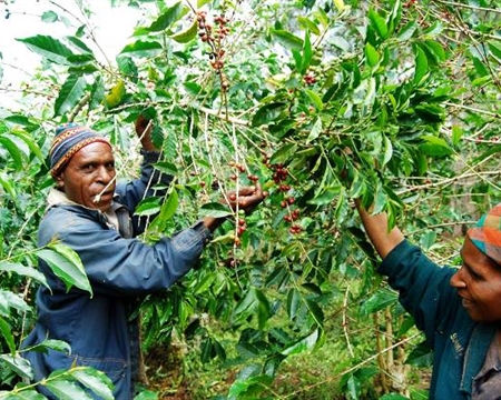 Coffee Workers PNG