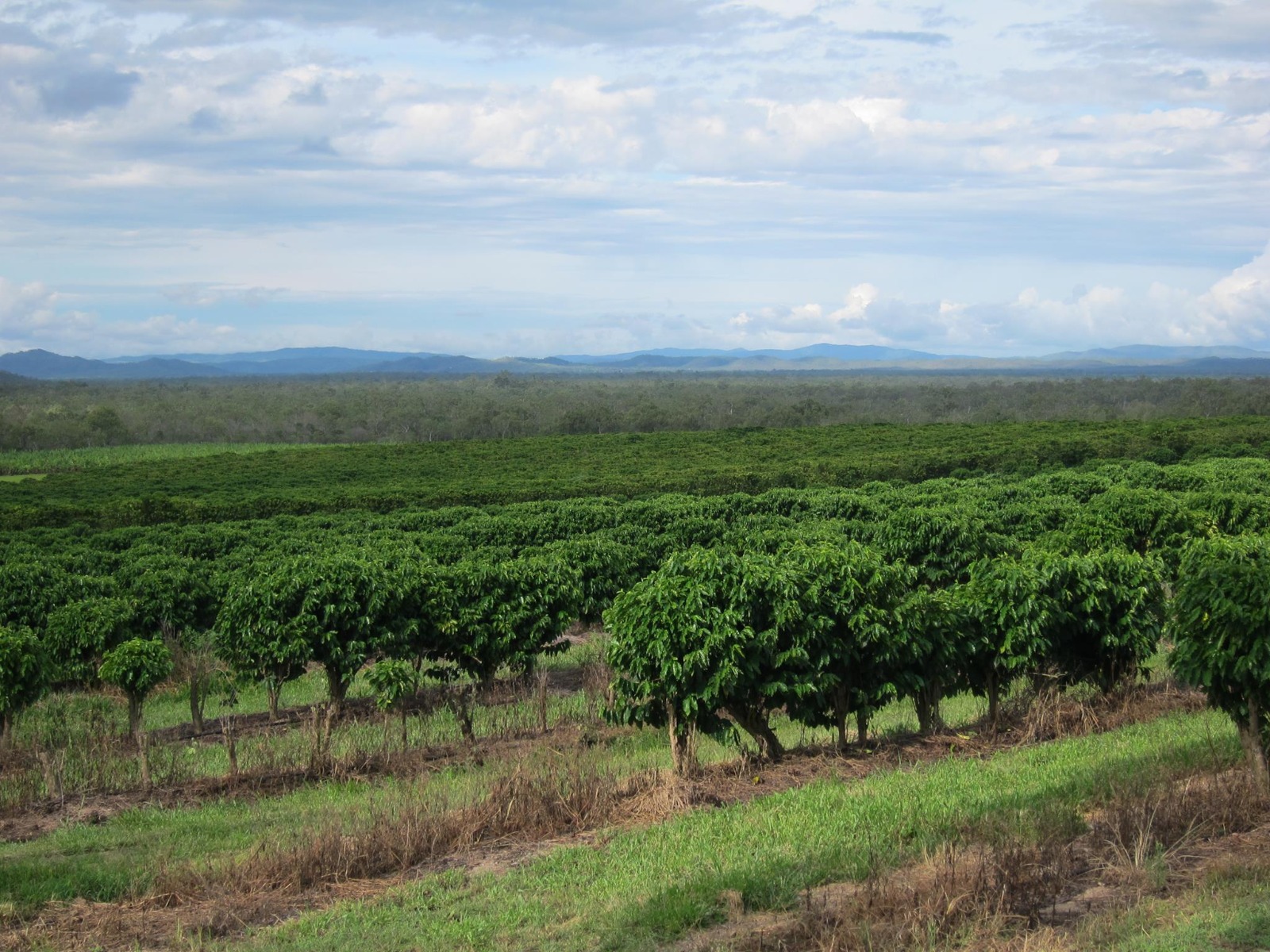 Queensland growing region