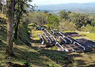 Natural Process Coffee Beans Panama
