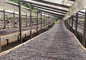 Drying Beds on Finca Almas Panama