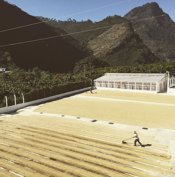 Drying Green Beans Finca El Injerto