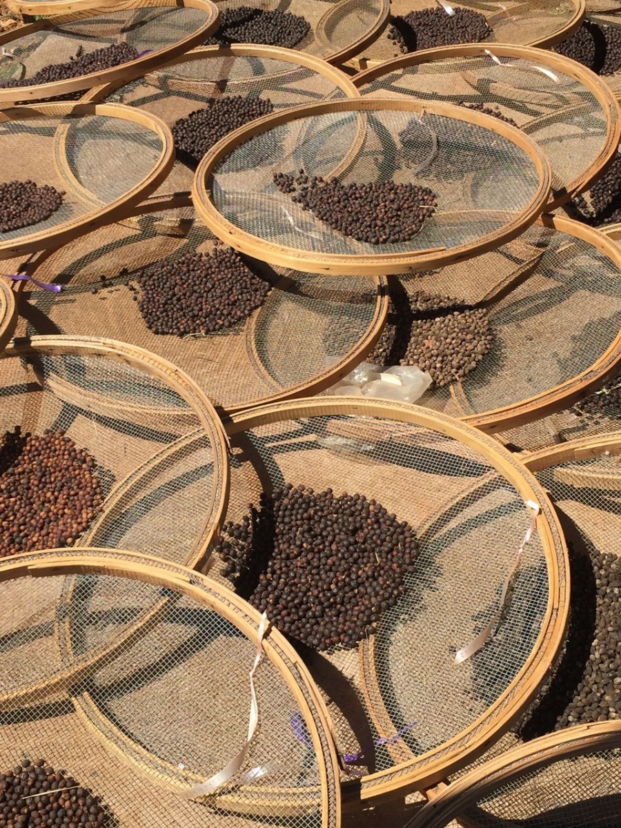 Daterra Brazil