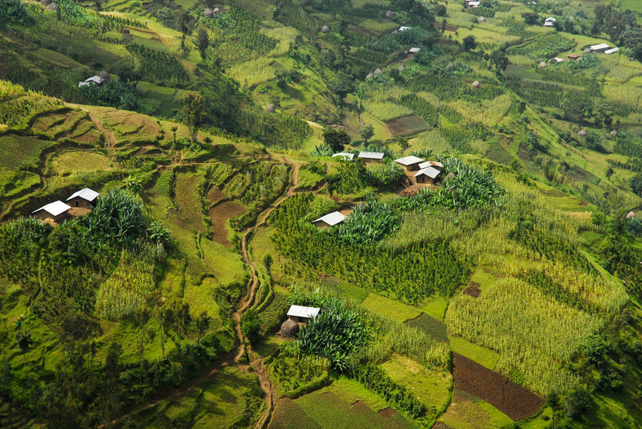 ethiopia yirgacheffe konga