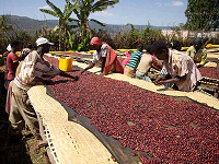 Ethiopia Muda Tatesa Guji