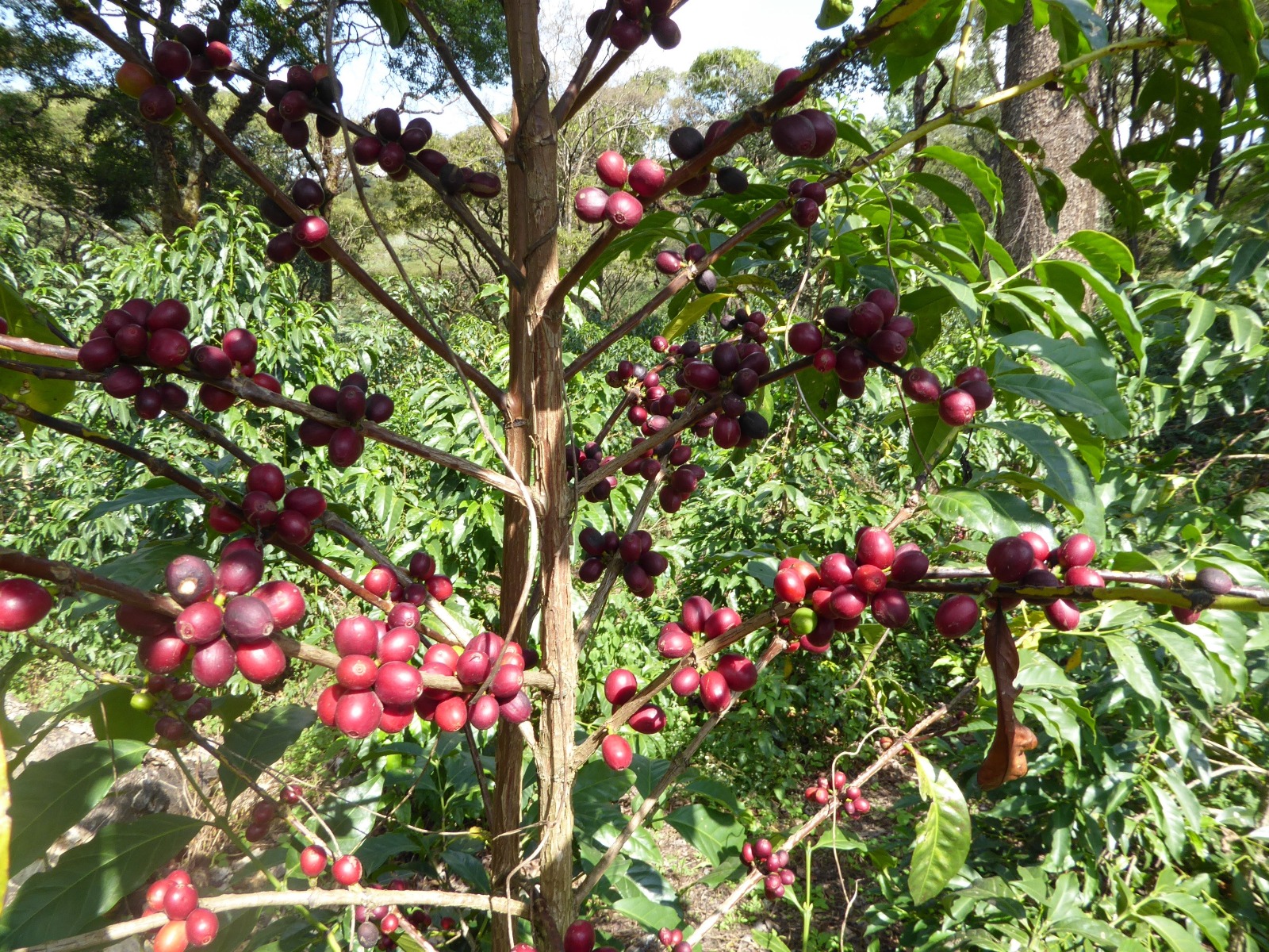 ethiopia yirgacheffe konga