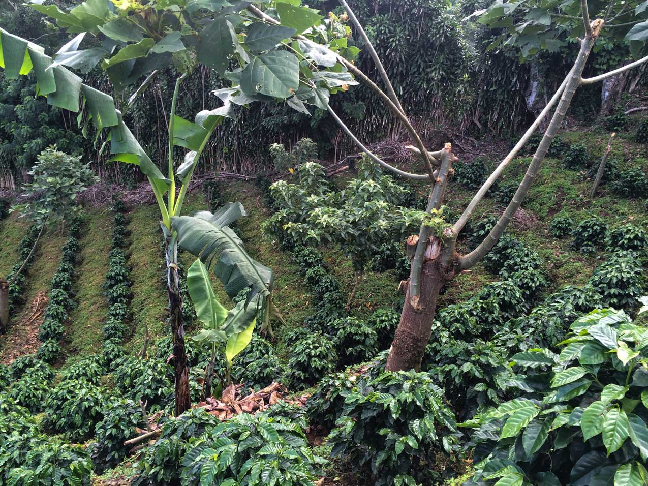 https://www.casestudycoffee.com/blogs/us-profiled/las-lajas-project-2017 Coffee Plantation La Lajas in Costa Rica